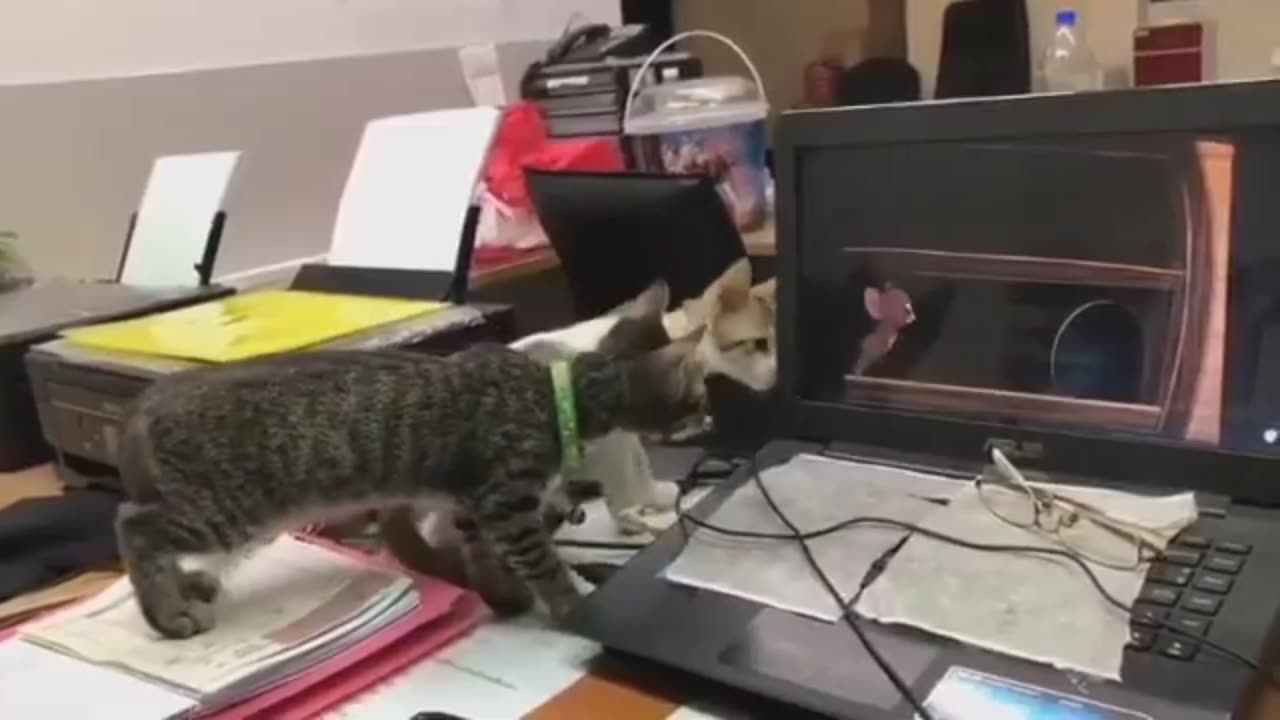 Amazing Wideo Video Of Two Cats Watching Tom & Jerry