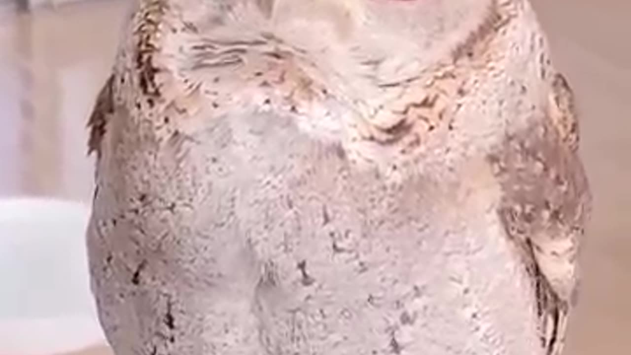 The Cutest Owl