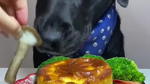 The temperature is rising again, let’s cook! Cute pet debut plan Labrador Oh my god it smells so