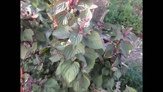 Feeling Better Korean Kkaennip Shiso Oct 2023