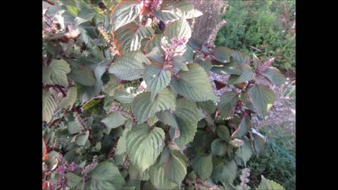 Feeling Better Korean Kkaennip Shiso Oct 2023