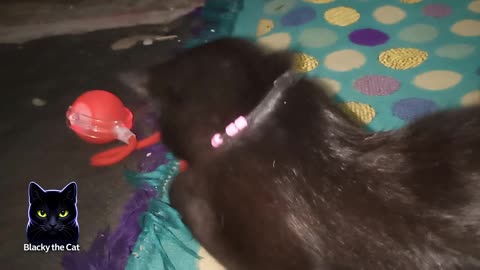 Blacky is tired but still catches the toy