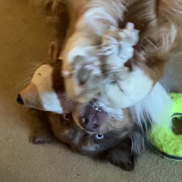 Cute dog plays with his favorite squirrel toy