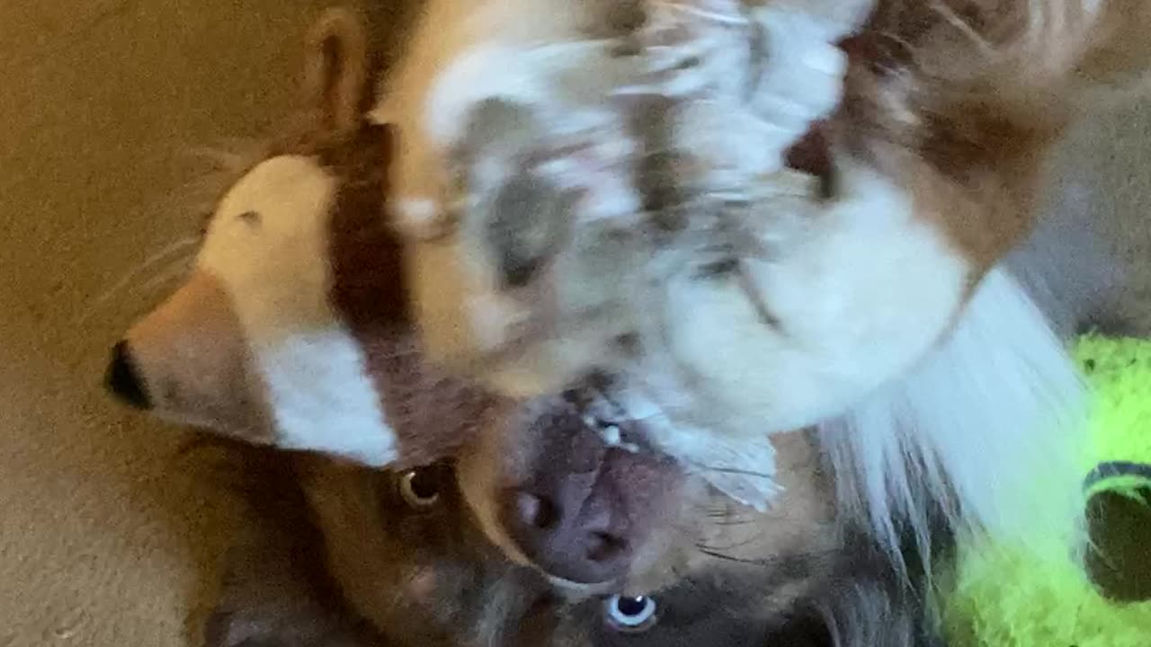 Cute dog plays with his favorite squirrel toy