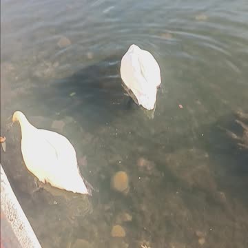 Swans kissena park