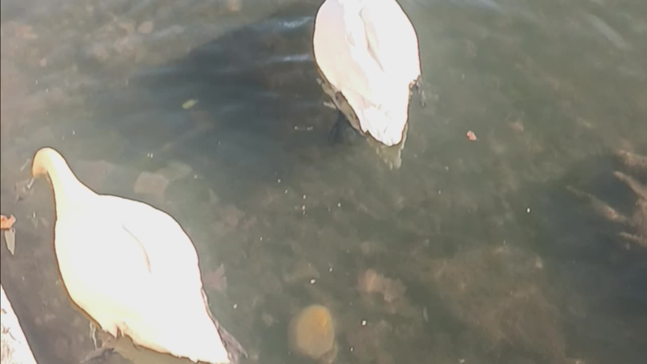 Swans kissena park