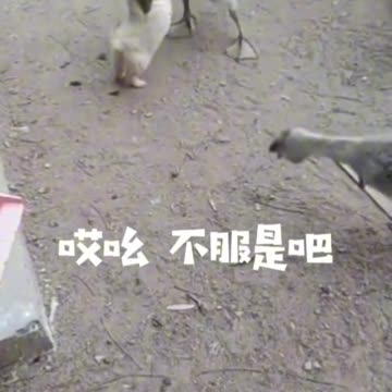 Funny video of a duckling and a puppy wrestling together video 2025 skc.com 80