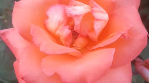 Giant Pink Rose