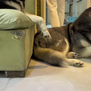 Funny video Dog steals money from man's pocket and keeps it too video 2025 SKC.com 77