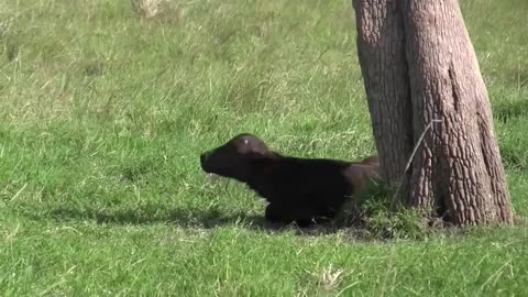 Lion Kills Baby Cow