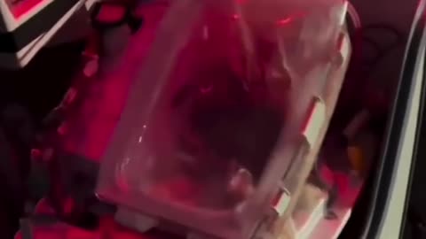 🤯💉 Watch The Heart-Stopping Moment A Heart Is Transported! | FeedMyCuriosity