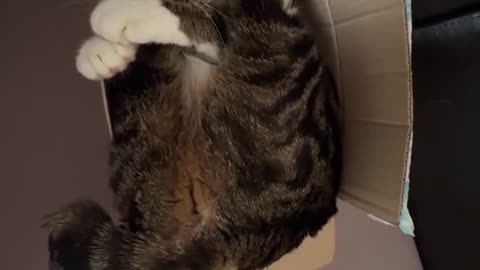 Cat Squeezed Into Tiny Cardboard Box