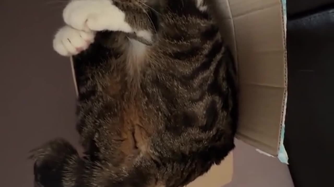 Cat Squeezed Into Tiny Cardboard Box