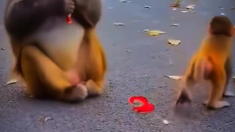 Monkey baby video 🐒