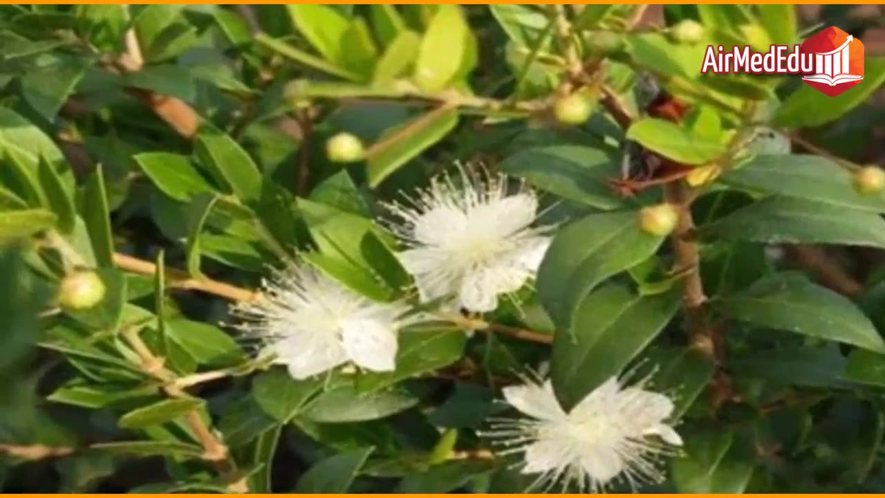 45 Beneficios de las Hojas de Arrayan