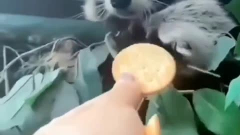 The way he reached out for it 🦝🥹