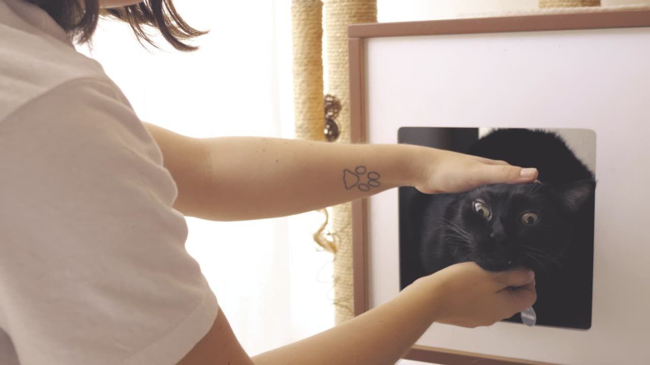 Person petting a black cat