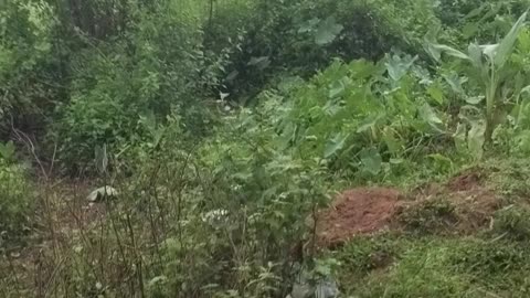 Peaceful Rural Landscape of Banipara, West Tripura 🌾🌿