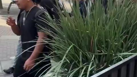 Mexican and black gangs have taken California schools, White minority 30%