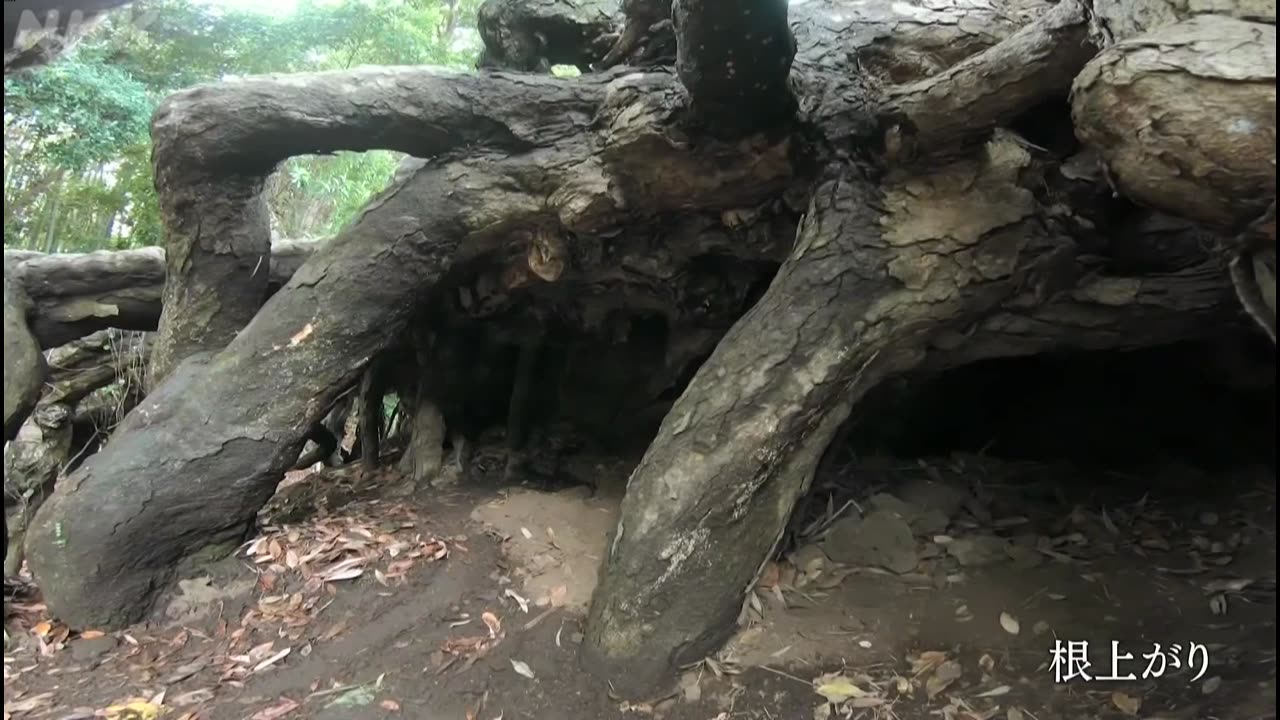 にっぽん巨樹の旅ミニ 「神様の木に会う 村吉の天神さん(熊本)」（5分）