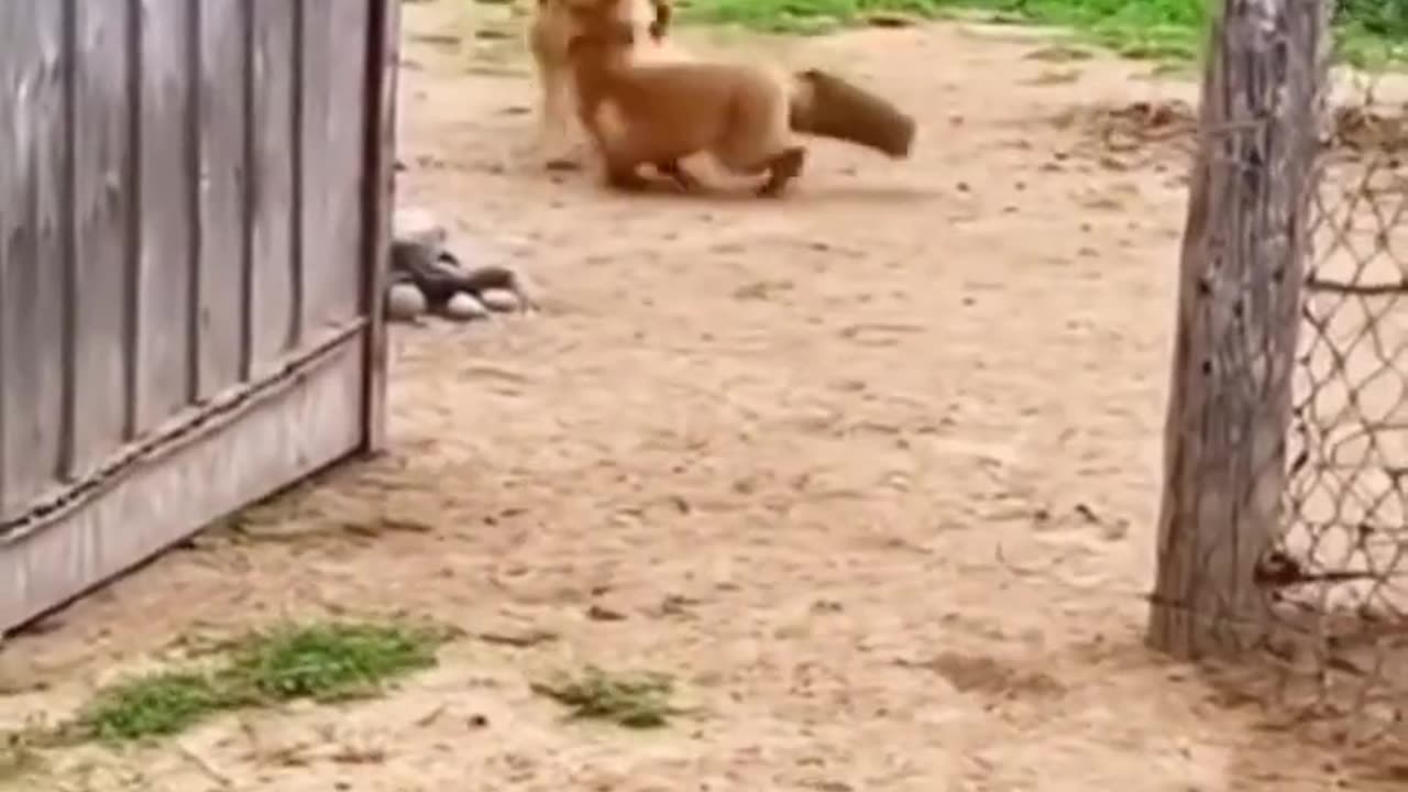 When a fox attacks a chicken and dog tried to rescue