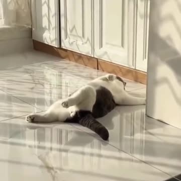 СПЯЩИ КОТКИ