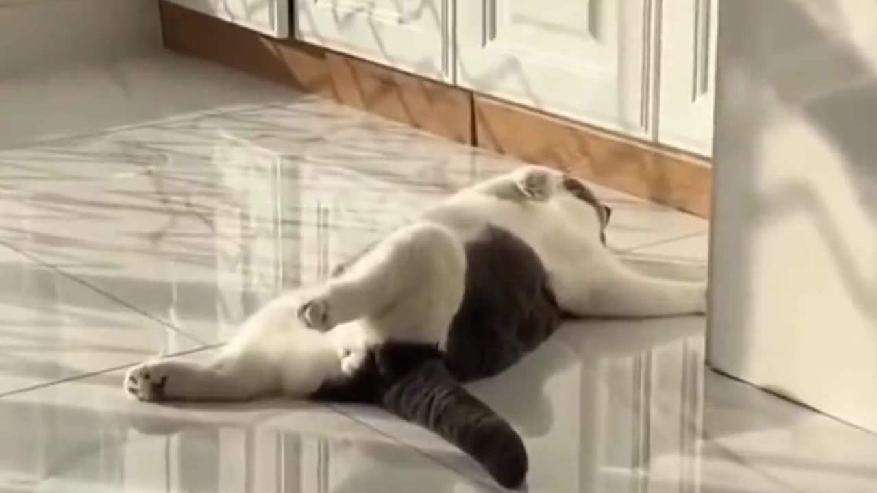 СПЯЩИ КОТКИ