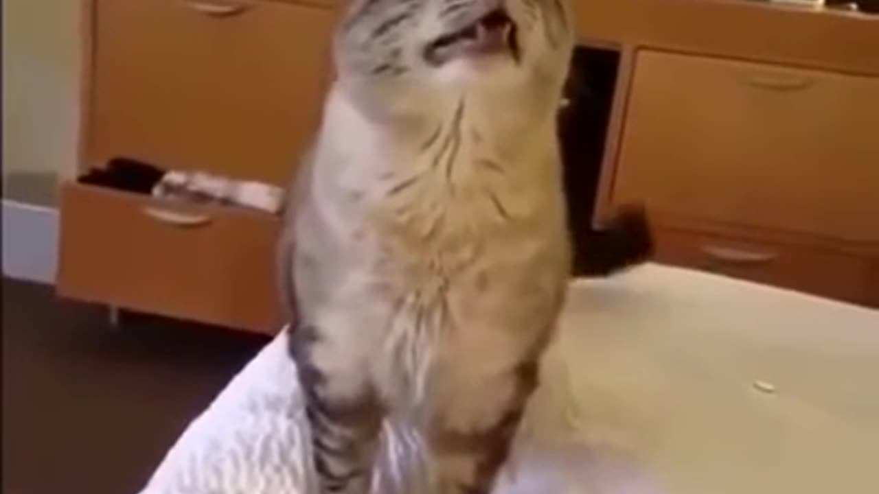 funny cat