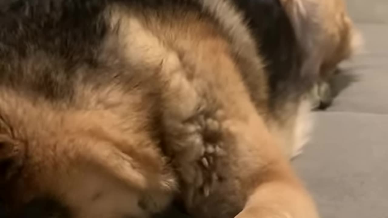 German Shepherd Demands All The Attention