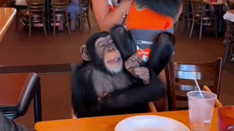 Chimps Strikes It Rich At Hooters 🤣