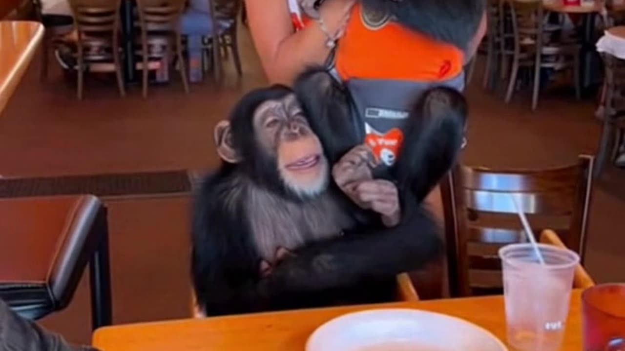 Chimps Strikes It Rich At Hooters 🤣