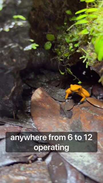 Fruit Fly Population Boom!