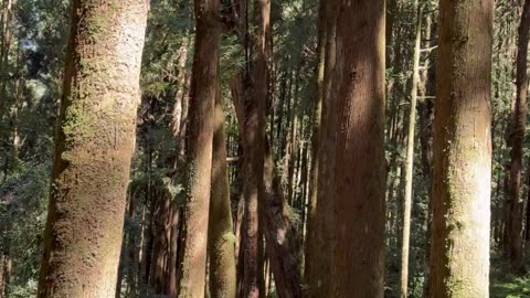 Alishan Forest Adventure