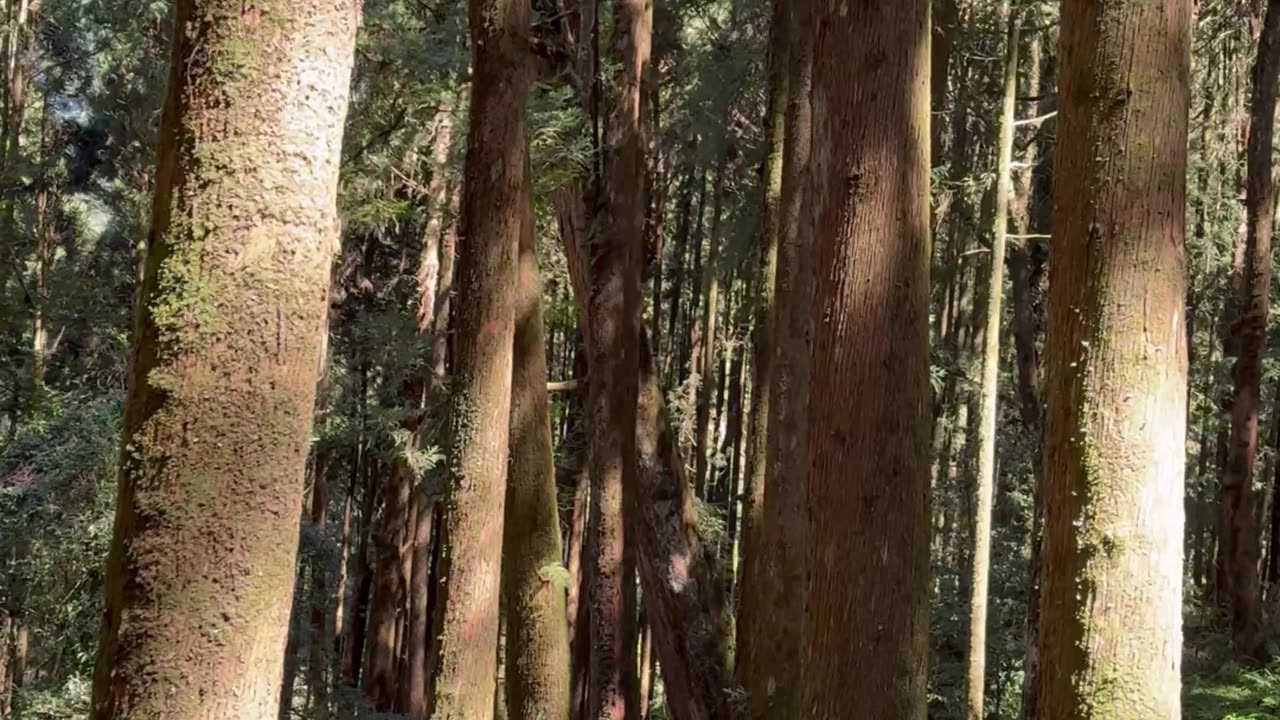 Alishan Forest Adventure