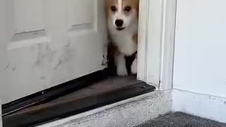 Shocking: Corgi Has Road Rage! #karen #dogs