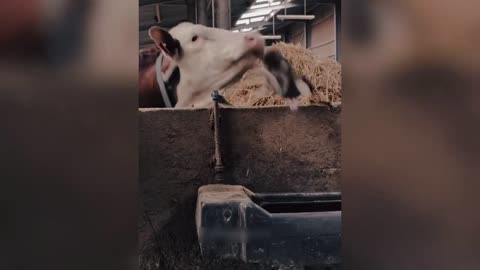 Funny and cute animals 😂😂😂