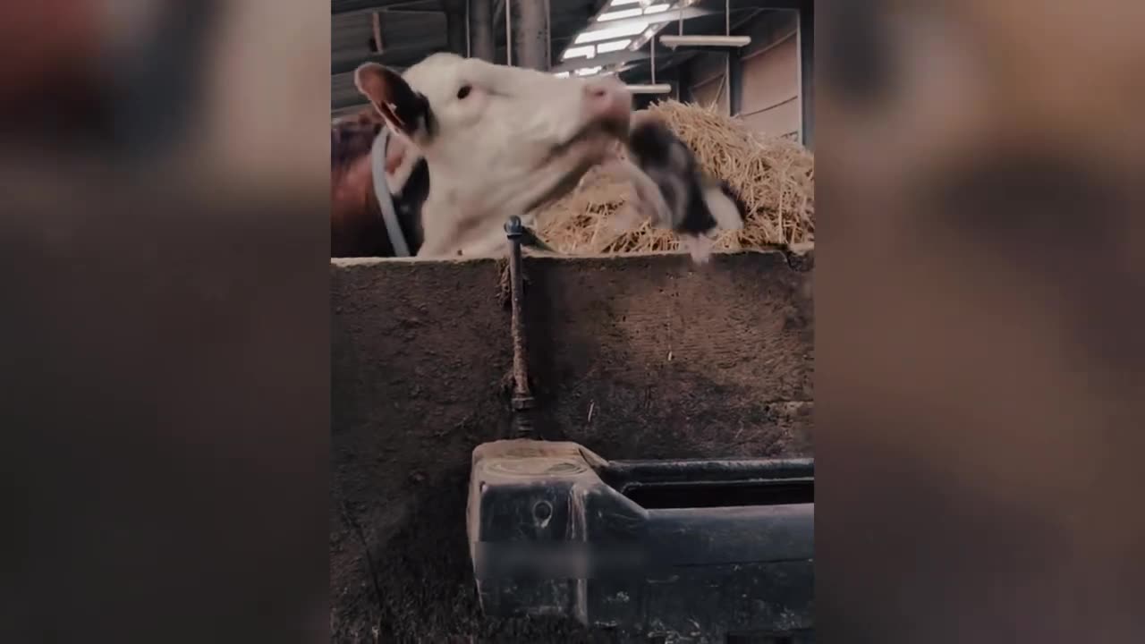 Funny and cute animals 😂😂😂