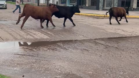 Cows Parade Down Empty Street