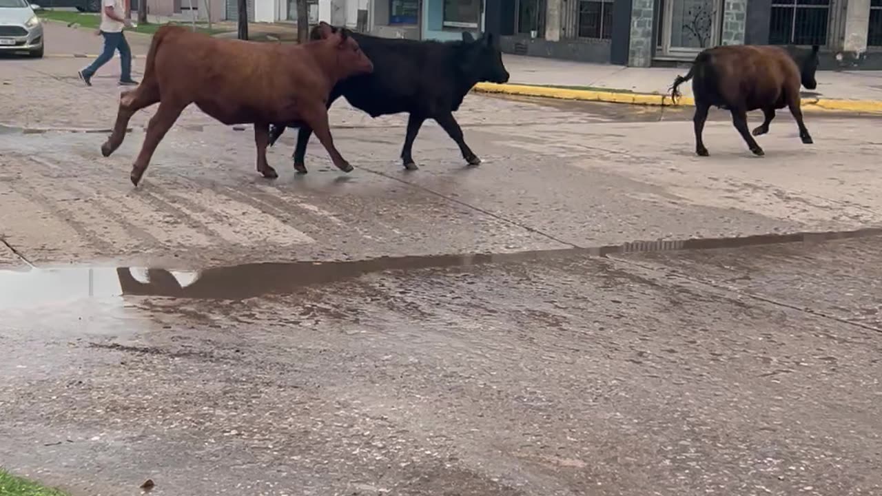 Cows Parade Down Empty Street
