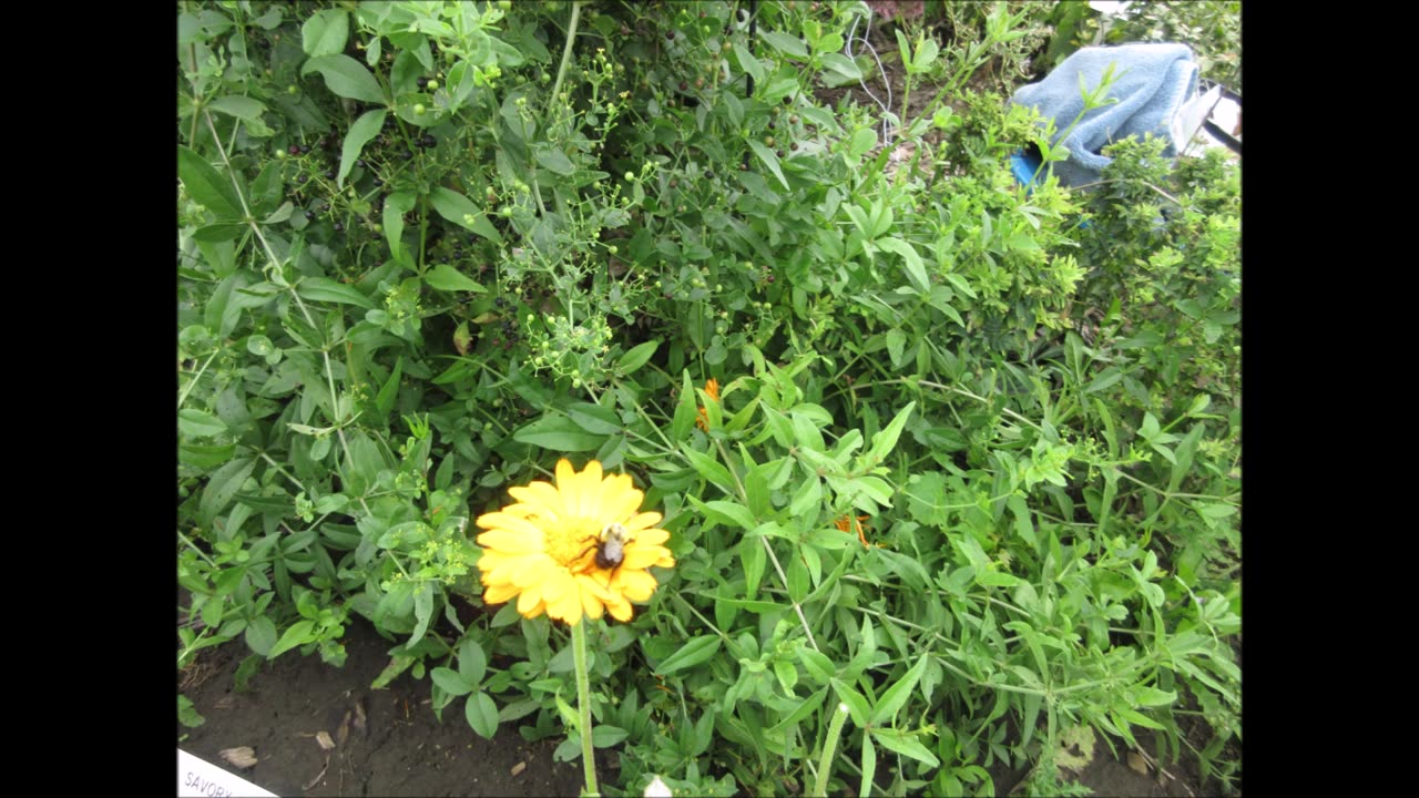 Cheerful Blooms Calendula Sept 2021