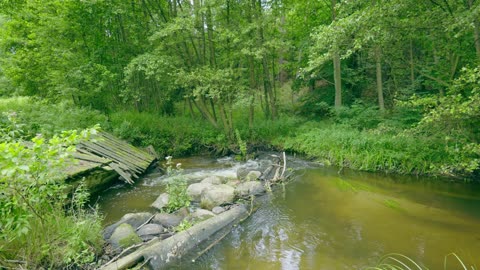 Sounds of a Wild Stream by an Old Bridge | 4H of Forest Ambience for Relaxation