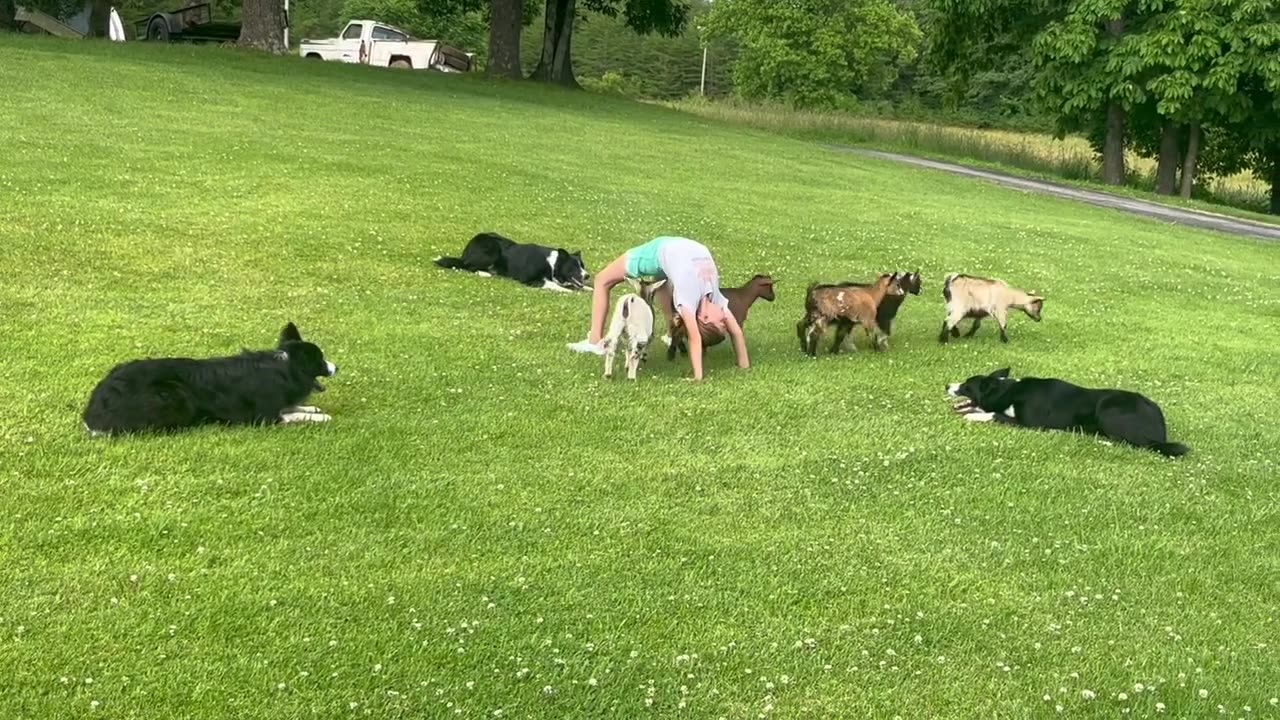 Goat Herding Trick