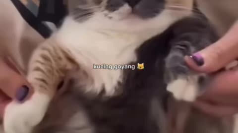 Cute Kitten Playing | Funny Cat Video 2025 😺✨
