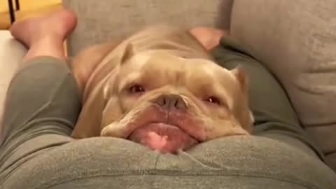 Try not to laugh 4 😂😂😂