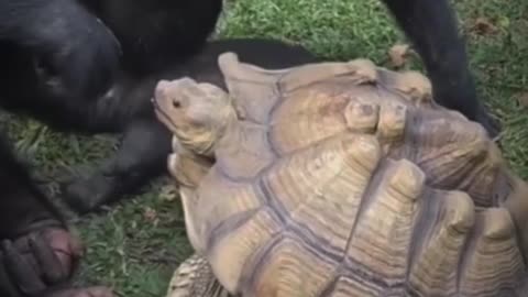 Pets That Will Make You Laugh 😂🐶 #Shorts