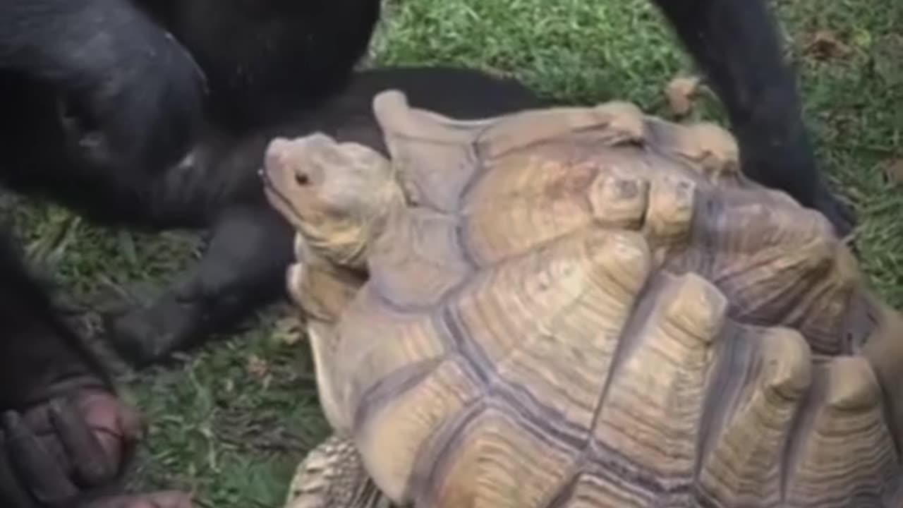 Pets That Will Make You Laugh 😂🐶 #Shorts