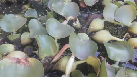 Eichhornia leaves in summer