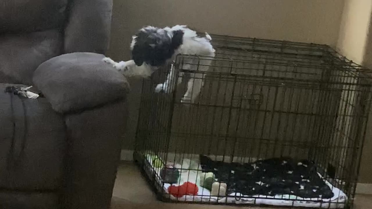 Dog Escapes Out of Crate