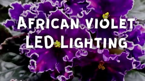 African Violets and LED lighting