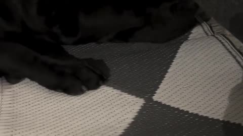 Dogs Stop Playing When They Notice Camera